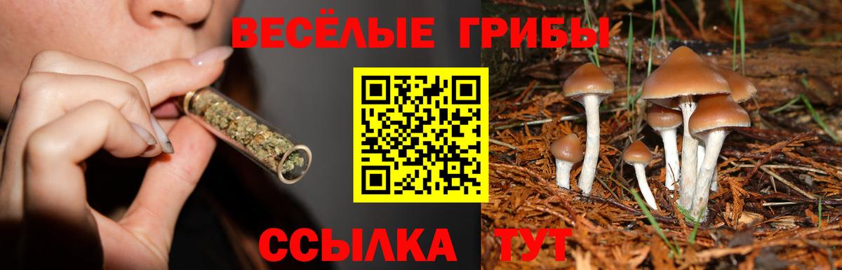 Галлюциногенные грибы Psilocybe  Галлюциногенные грибы мицелий  Вход с VPN  Кудрово 
